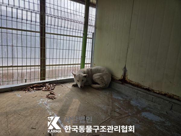 한국동물구조관리협회_441409202501747